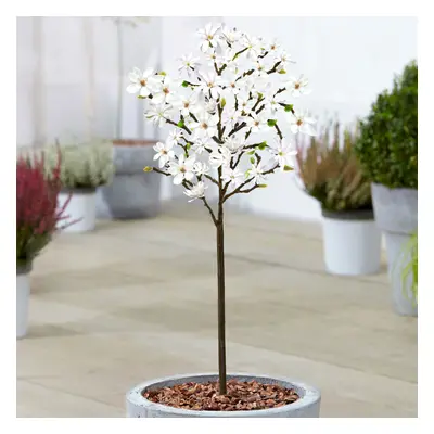 Magnolia Stellata Patio Tree (3L, 2-3ft)