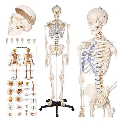 Skeleton - life-sized human skeletal system, with mobile stand, anatomy poster