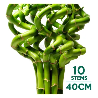 (10) 40cm Lucky Bamboo - Indoor Plant Pot Garden Windowsill Bowl