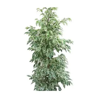 Indoor Plant -House or Office Plant -Ficus benjamina Variegata - Variegated Weeping Fig Approx 1