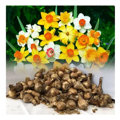 10 kg MIXED DAFFODIL & NARCISSI