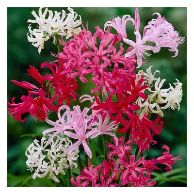 (3) NERINE BOWDENII MIXED