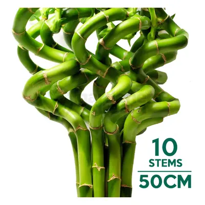 (10) 50cm Lucky Bamboo - Indoor Plant Pot Garden Windowsill Bowl