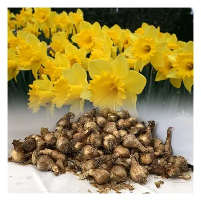 10 kg KING ALFRED YELLOW TRUMPET DAFFODIL