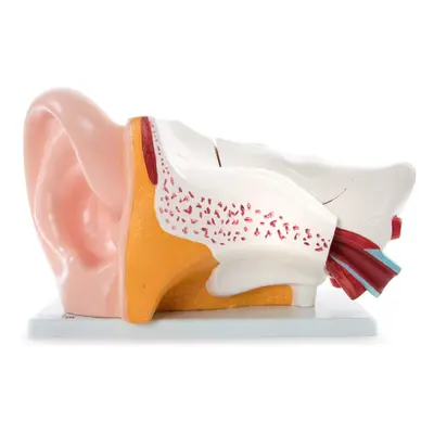 66fit Giant Ear Model