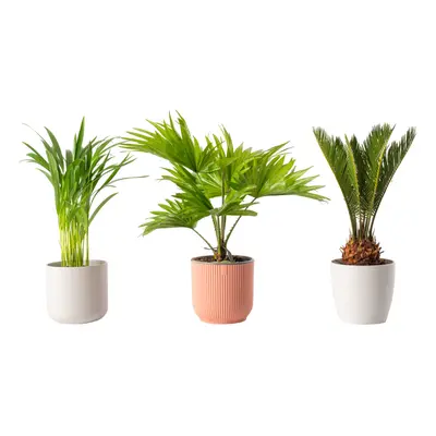 Paradise Palms A Trio of Elegant Air-Purifying Evergreen Indoor House Plants