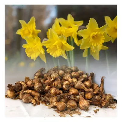 (1KG) TAMARA TRUMPET DAFFODIL BULBS YELLOW SPRING GARDEN PERENNIAL