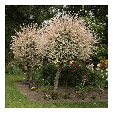 Pair of Flamingo Willow Salix integra 'Hakuro-nishiki' 80cm tall