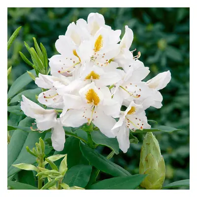 (Rhododendron Madame Masson) Fully Established Hardy/Evergreen Outdoor Flowering Potted Shrubs &