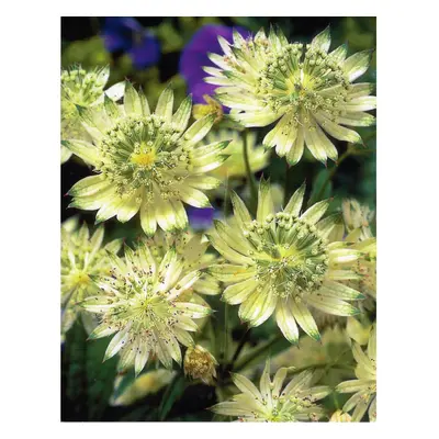 (3) ASTRANTIA MAJOR SNOWSTAR