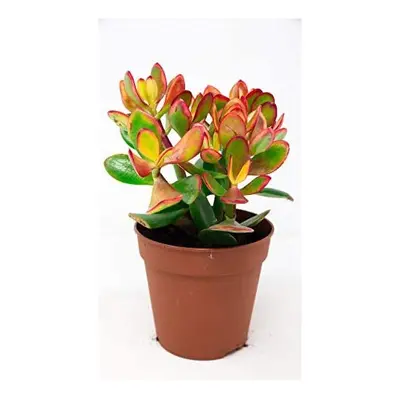 Crassula Ovata in a 12cm Pot - Money Penny Plant - Live Indoor Plant