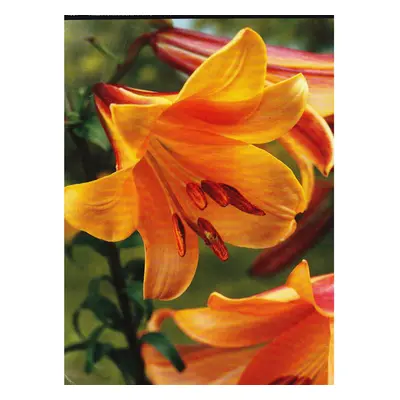 (3) AFRICAN QUEEN TRUMPET LILY