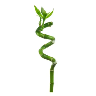 (10) Lucky Bamboo 50cm Spiral Stems For Indoor Plant Pot Garden Windowsill Bowl