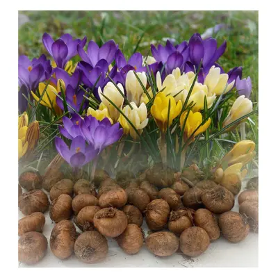 (50) CROCUS BULBS MIXED SPECIE (BOTANICAL) EARLY HARDY GARDEN SPRING PERENNIAL