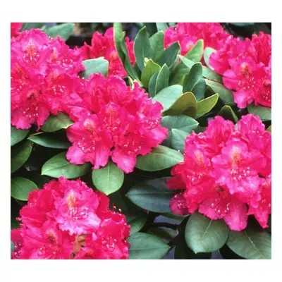 Rhododendron American Beauty Evergreen Shrub Plant Extra Large in a Litre Pot