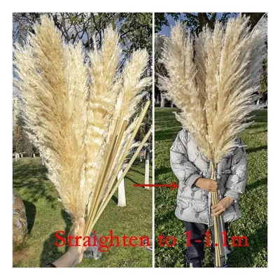 (beige, 10pcs) 110cm Tall And Fluffy Large Pampas Grass For Elegant Home Decoration Garden And B