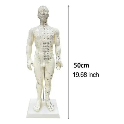 (50cm Male) Acupuncture Model 48/50cm Female Male Body Model Acupoint Learning Display Laborator