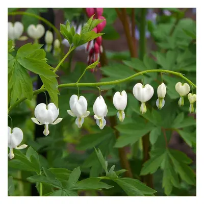 Ready Potted Litre Pot DICENTRA SPECTABILIS ALBA BLEEDING HEART