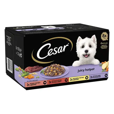 Cesar Juicy Hotpot - Wet Dog Food for Adult Dogs 1+ Mixed Selection, Trays (24 x g)