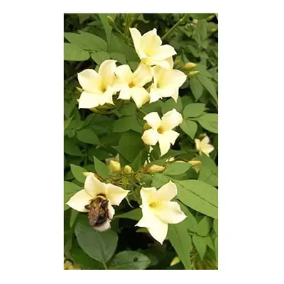 Jasmine officinale Clotted Cream Climbing Plant Rich Cream Scented Summer Flowers Popular with B