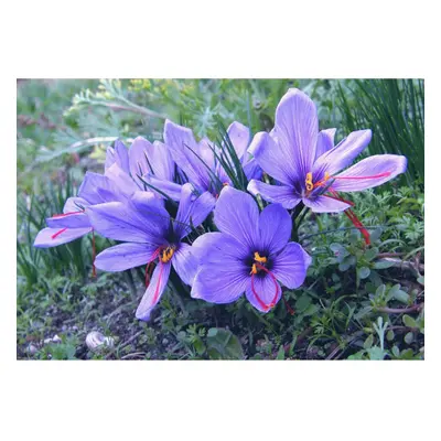 (50) Crocus Sativus (Saffron)