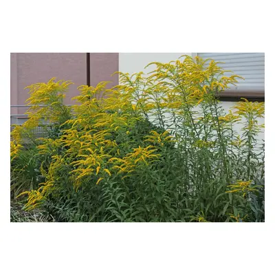 POTTED LITRE SOLIDAGO CROWN OF RAYS (GOLDENROD) GARDEN SUMMER PERENNIAL