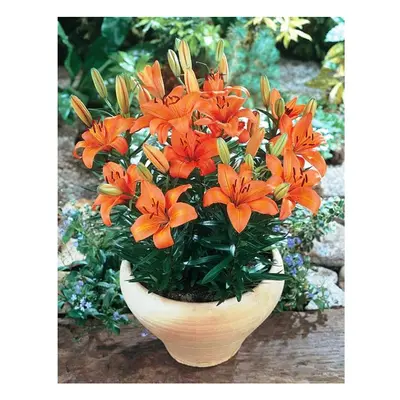 (24) ORANGE PIXIE DWARF ASIATIC LILY