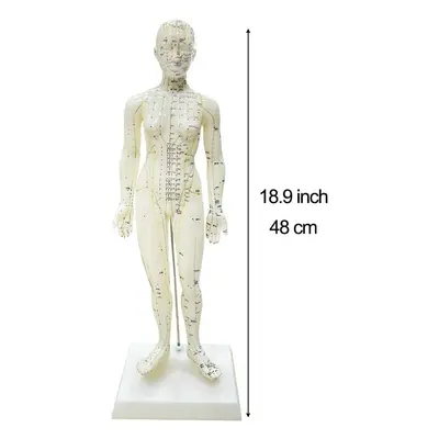 (48cm Female) Acupuncture Model 48/50cm Female Male Body Model Acupoint Learning Display Laborat