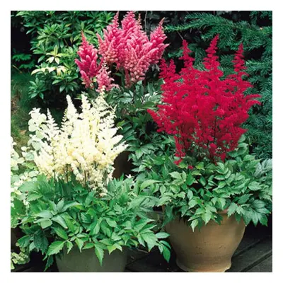 3 Ready Potted Litre Pot ASTILBE MIXED