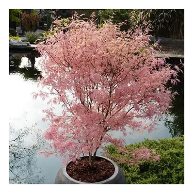 Japanese Maple Acer Bush Tree Palmatum Taylor Plant 3L Pot Salmon Pink