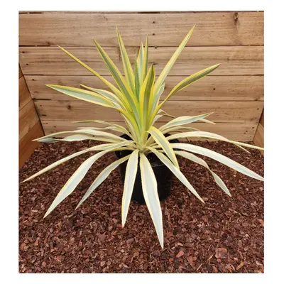 Yucca gloriosa Citrus Twist - Spanish Dagger - Plant in L Pot