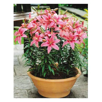 (24) PINK PIXIE DWARF ASIATIC LILY