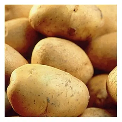 (25kgs) RECORD Seed Potatoes. Long established Maincrop variety.