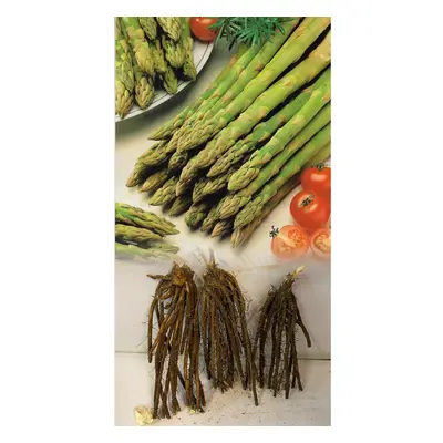 (12) ASPARAGUS GIJNLIM CROWNS BARE ROOT PERENNIAL GRADE COMMERCIAL QUALITY