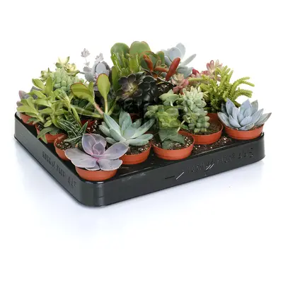 (20) Succulent Mix - House / Office Live Indoor Pot Plant - Ideal Gift