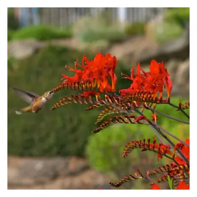 (100) CROCOSMIA LUCIFER