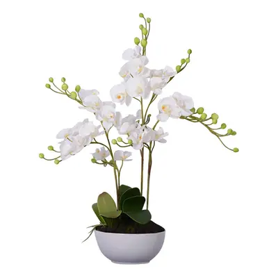 White Orchid Plant, Round Ceramic Pot