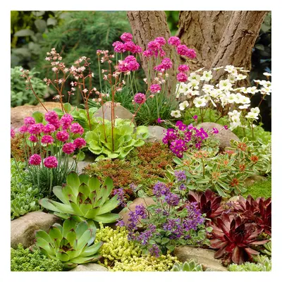 (12) Mixed Rockery Alpine Collection - Colourful Outdoor Potted Perennial Plant Mix