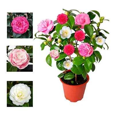 Camellia Japonica Plant Tricolour Red, White & Pink in One Pot - Evergreen Shrub - Rare Variety 