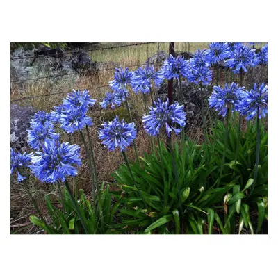 POTTED LITRE AGAPANTHUS AFRICANUS BULBS BLUE(LILY OF THE NILE) PERENNIAL PLANT