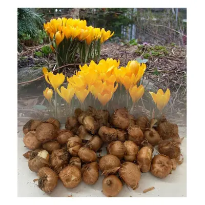 (100) YELLOW (VERNUS) CROCUS BULBS LARGE BLOOMS HARDY SPRING GARDEN PERENNIAL