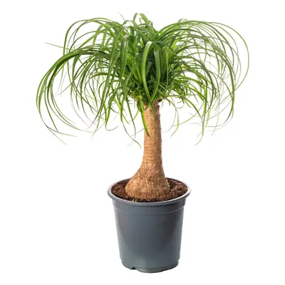 Pony Tail Palm Large Indoor House Plant Real Evergreen Nolina Tall Home Plants