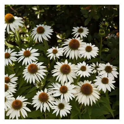 (1) ECHINACEA PURPUREA WHITE SWAN WHITE CONEFLOWER