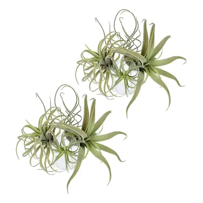 8Pack Artificial Pineapple Grass Air Plants Fake Flowers Faux Flocking Tillandsia Bromeliads Hom