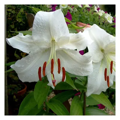 (24) CASA BLANCA Oriental Lily