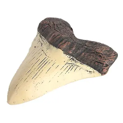 Megalodon Tooth Fossil Giant Tooth Megalodon Tooth Resin Replica