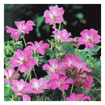 (1) GERANIUM ENDRESSII ENDRESSS CRANESBILL