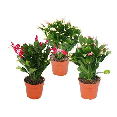 Christmas Cactus - Schlumbergera - Set of Plants