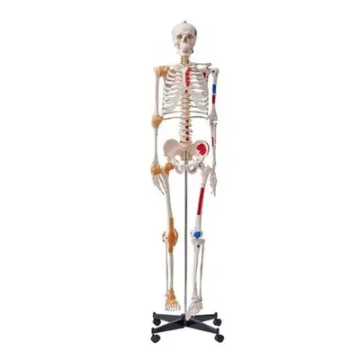 Vevor GGJRQGMX1JTHBQTJ3V0 71.65 in. Life Size Human Skeleton Model for Accurate PVC Anatomy Skel