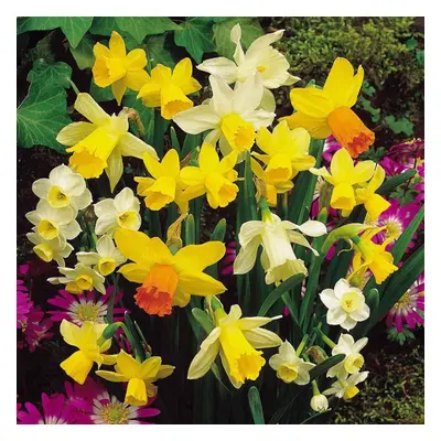 (50) Mixture of Miniature Daffodil/Narcissi